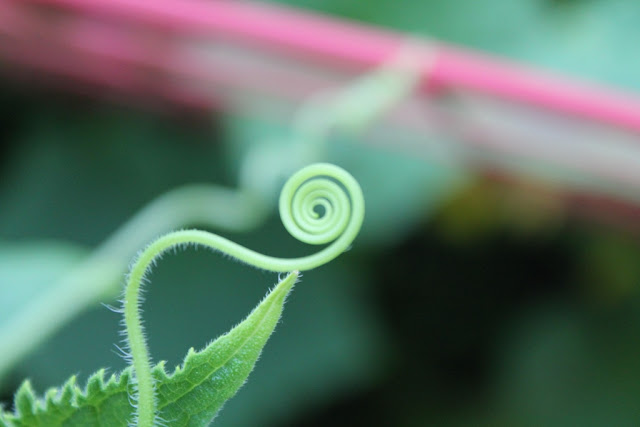 A cucumber tendrill, all curled up