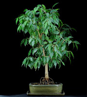 bonsai przed przycinaniem