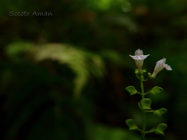 Scutellaria shikokiana