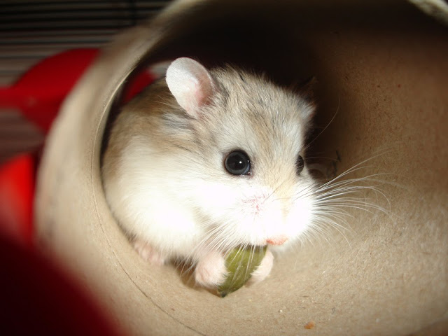 Roborovski Hamster Dwarf by cdrussorusso from flickr (CC-BY)