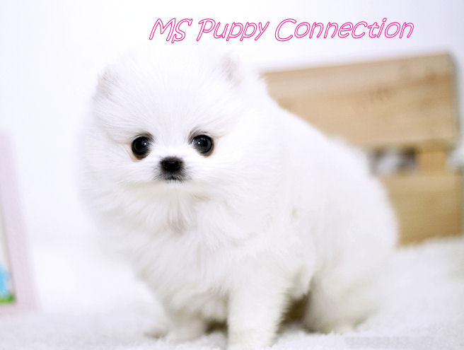 Ice White Pomeranian Puppies