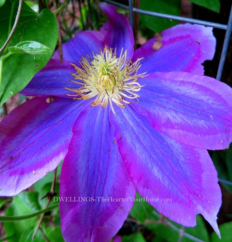 Clematis