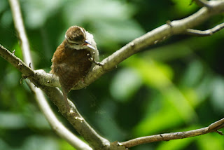 Carolina wren