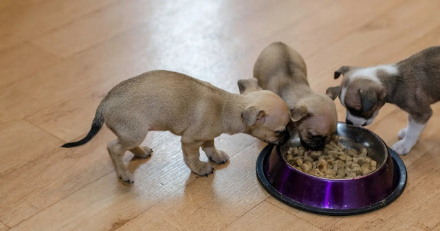 peut-on-donner-de-la-viande-a-un-chiot-chihuahua