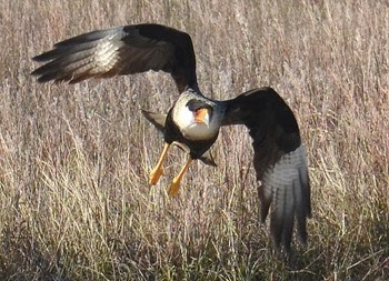 Crested Caracara Caracara cheriway