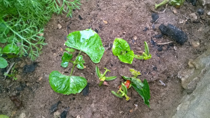 Bean seeds will sprout in 8-16 days, depending on conditions.