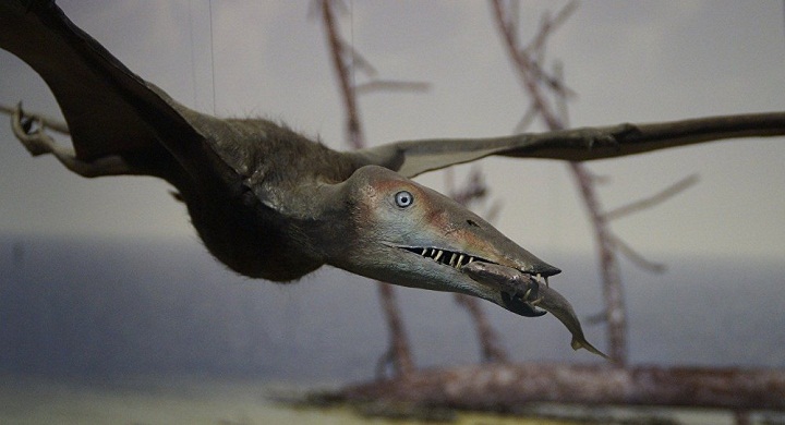Di Zaman  Purba Hewan  Reptil  Ternyata Bisa Terbang 
