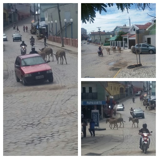 ANIMAIS PÕEM EM RISCO VIDA DA POPULAÇÃO DE BOM CONSELHO