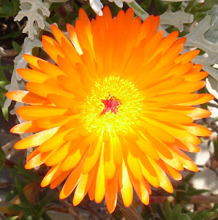 orange-ice-plant-flower