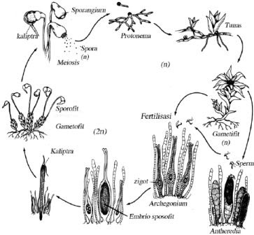 Pengertian Metagenesis dalam Biologi