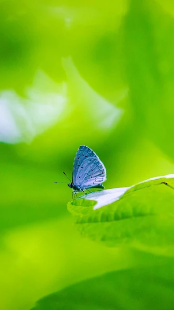 Borboleta Azul para Google Chrome