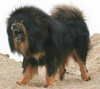 Tibetan Mastiff 2
