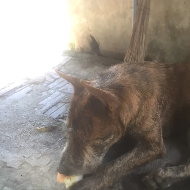 Chó thích ăn táo. Chó có ăn được táo không?