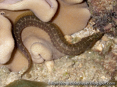 Carpet Eel-Blenny (Congrogadus subducens)