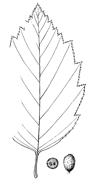 Рябина Цальбрукнера (Sorbus zahlbruckneri)