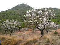 Ametllers florits amb les Costes de Maioles al darrere