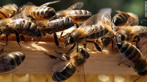 انقراض النحل.. هل يتبعه انقراض البشر؟