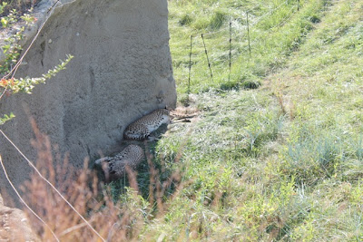 Sleeping cheetahs