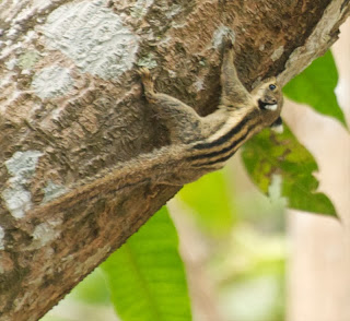 Western Striped Squirrel (Tamiops mcclellandi)