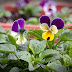 Why You Should Grow Pansies From Seed