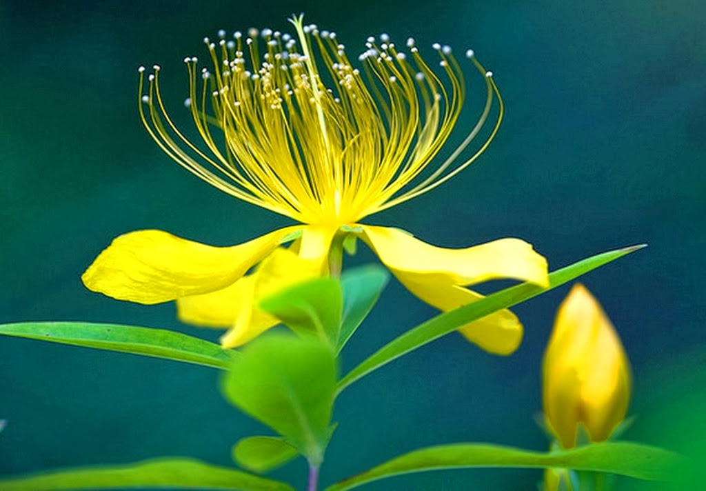 Plumeria Twigs Colorful Flowers Desktop Wallpaper Hd ...