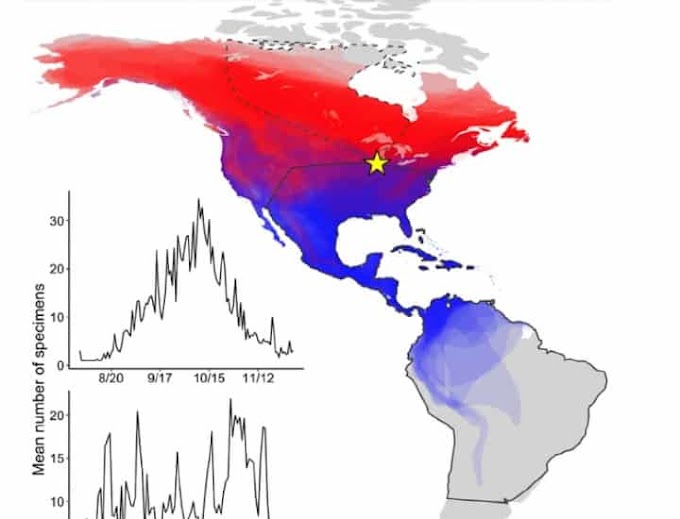 Os múltiplos impactos do aquecimento climático sobre os pássaros