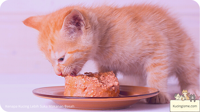 Kenapa Kucing Lebih Suka Makanan Basah