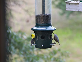 nuthatch and male goldfinch at feeder