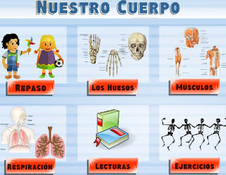 http://www.vedoque.com/juegos/el-cuerpo.swf