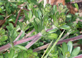 Hedge Bedstraw, Galium album. Nashenden Down Nature Reserve, 14 April 2012.