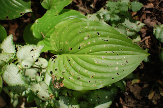 slug damaged hosta