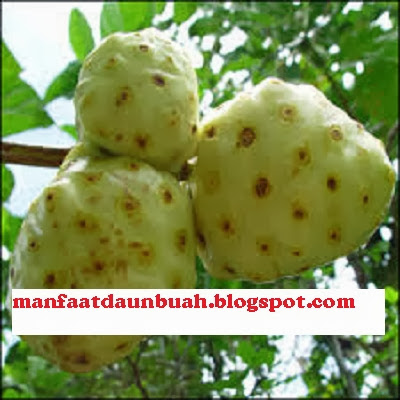 Manfaat dan Khasiat Buah Mengkudu