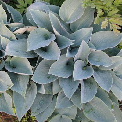 Halcyon blue hosta