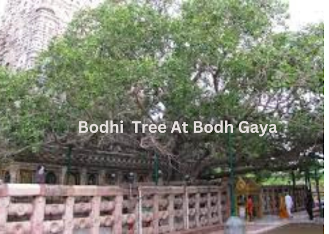 The Bodhi tree at Bodh Gaya