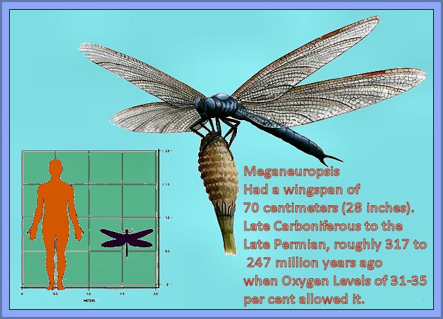 Oxygen Levels Govern The Size Of Life On Earth