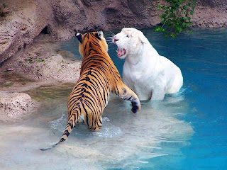 Amazing Image---- tiger tiger funny