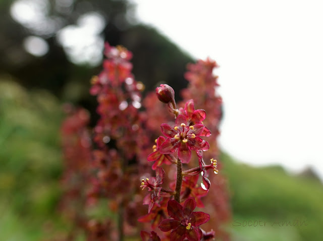 Veratrum maackii