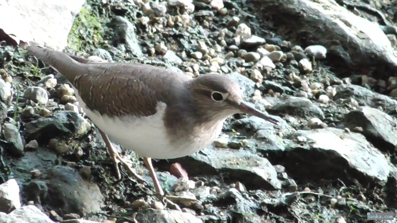 鳥の名前 都会に生息する鳥プチ図鑑 大阪の街中や河川敷で見られる鳥たち 情報秘密基地