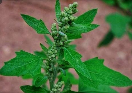 Vegetable White goosefoot's Medicinal Properties