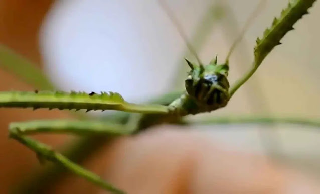 Can you keep a stick bug as a pet?