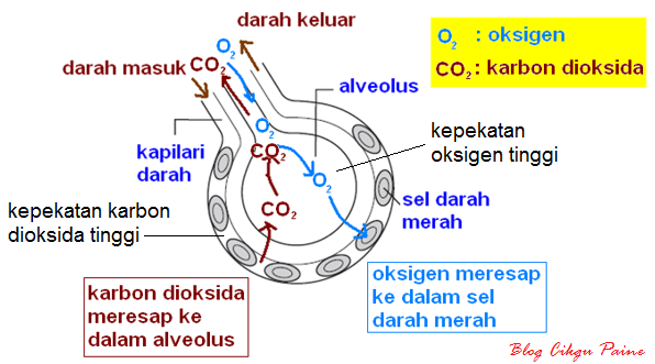 Blog Cikgu Paine: 1.2 PENGANGKUTAN OKSIGEN DI DALAM BADAN 