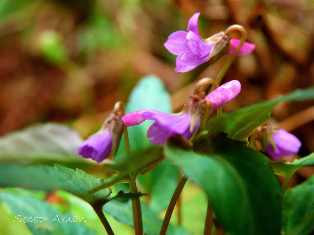 Viola violacea