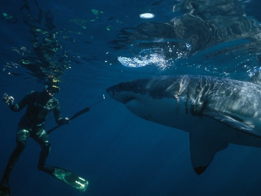 great-white-shark_www.wonders-world.com_000