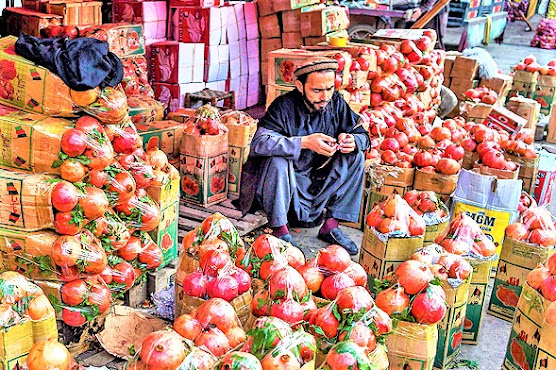 Afghan Pomegranate Pickers Jobless As Natural Products Decay At Covered Line