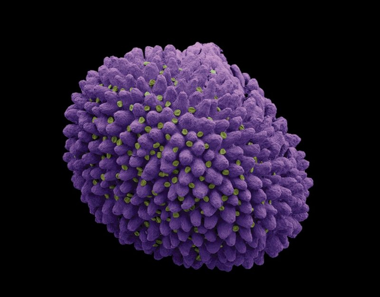 Фотография микро. Пыльца микрофотографии. Микрофотография пыльцы покрытосеменных. Пыльца фацелии под микроскопом. Цветы под микроскопом.