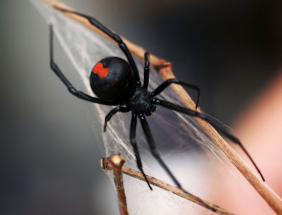 red back spider bites pictures. red back spider bites pictures