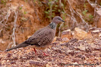 Spotted Dove (Streptopelia chinensis)