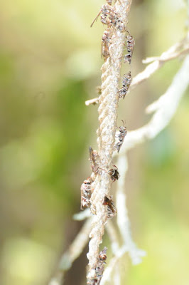 Brown Paper Wasp (Ropalidia revolutionalis)