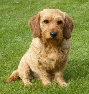 Basset Fauve de Bretagne Puppies