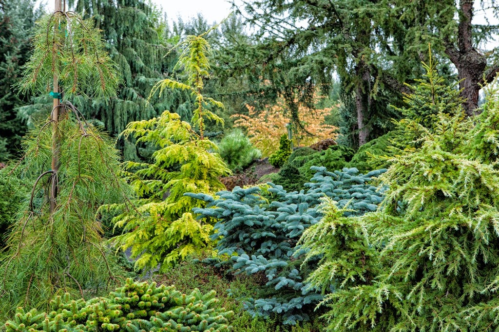 the garden: Conifer Gardens